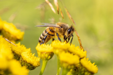 Британские фермеры помогут в спасении пчёл и шмелей